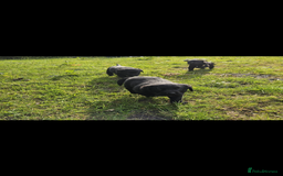Labrador Retriever dogs for sale: Labrador puppies- ready for a new home  in Preston - Image 8