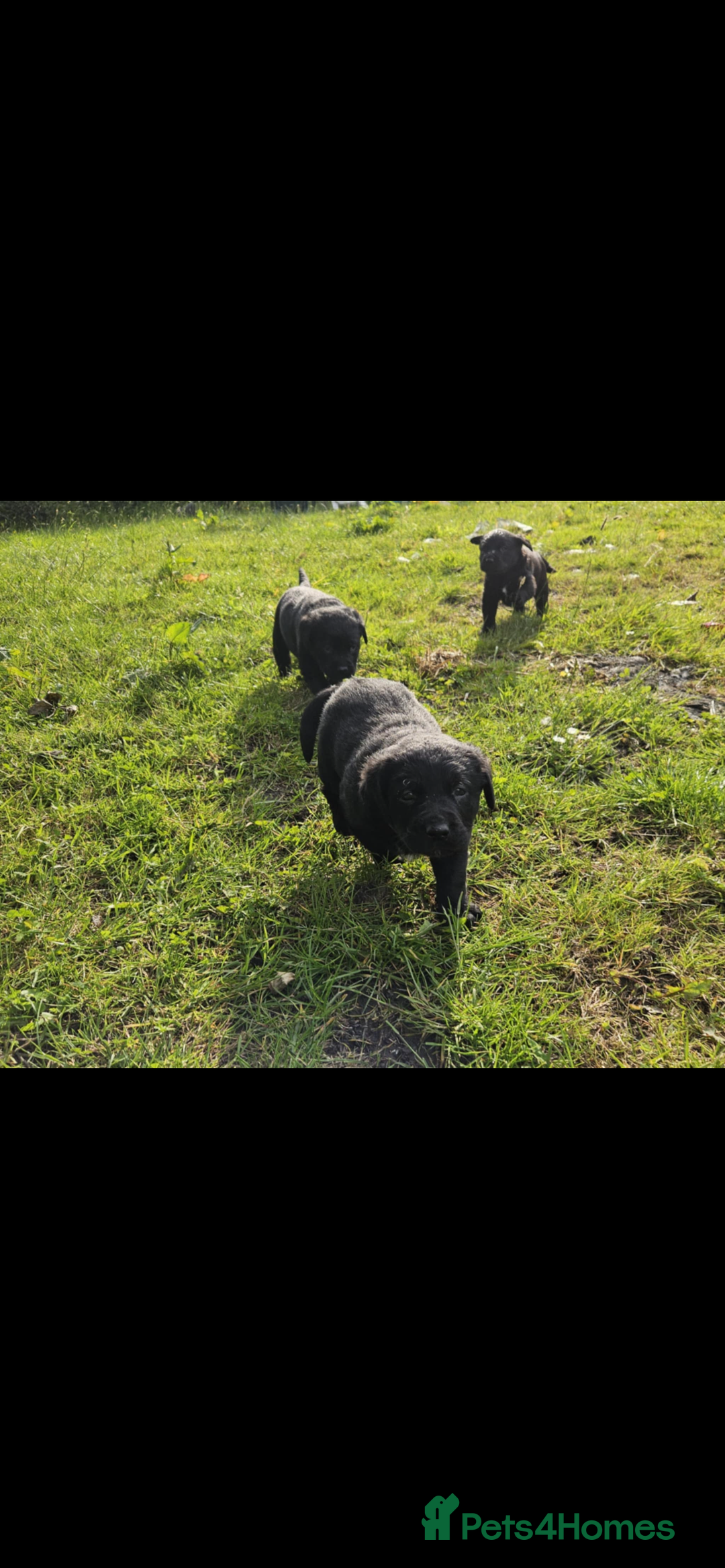 Labrador Retriever dogs for sale: Labrador puppies- ready for a new home  in Preston - Image 8