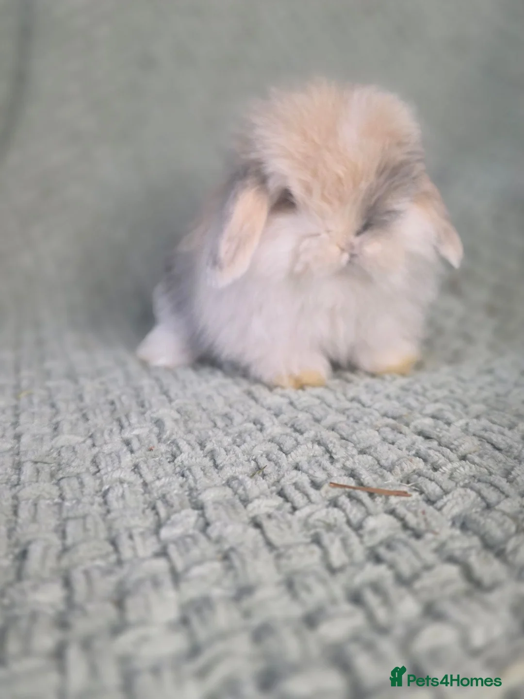 Mini Lop rabbits for sale: Cashmere mini lop buck in Bristol - Advert 2