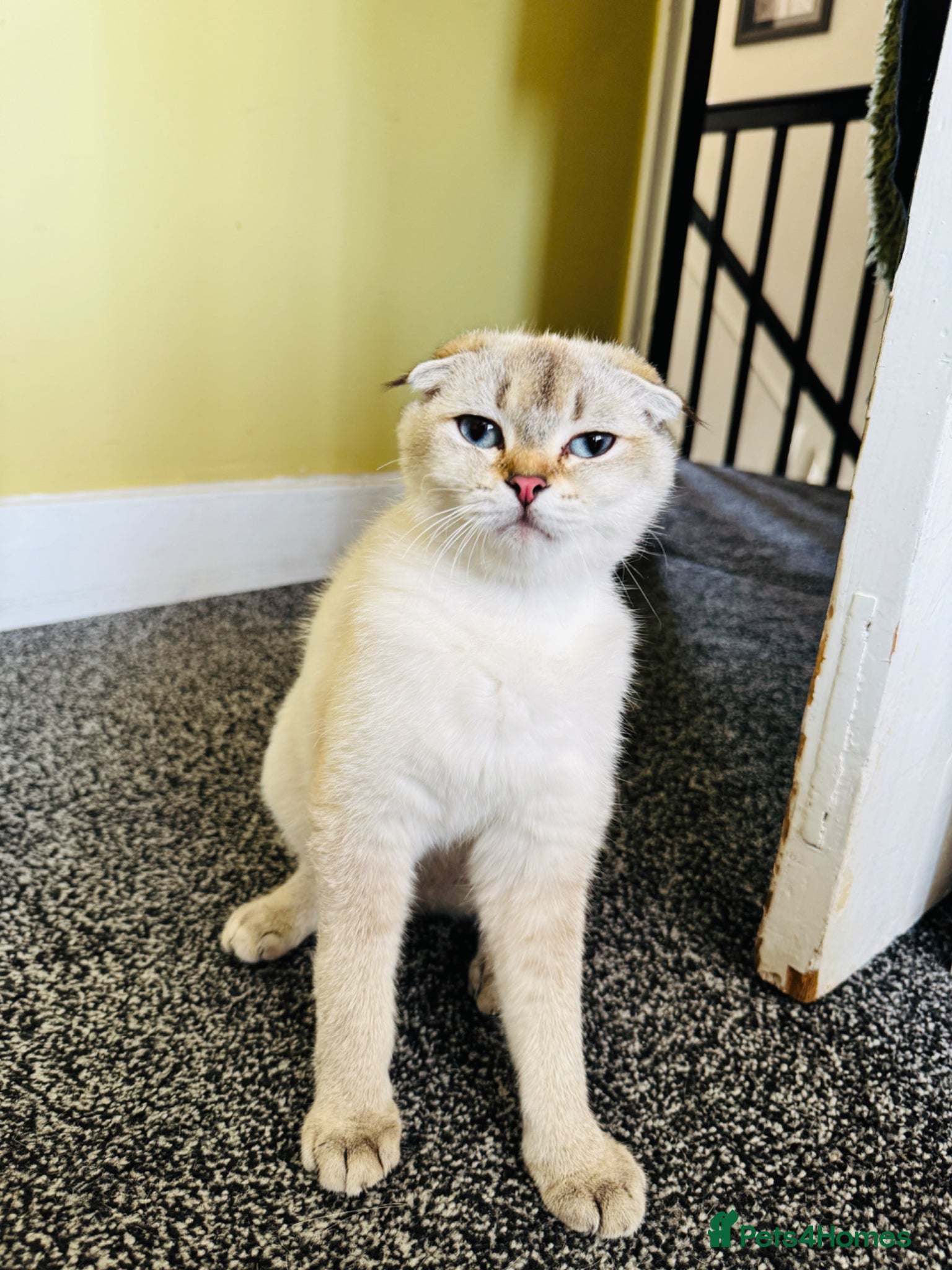 Scottish Fold cats ✨ Kittens Looking for Forever Homes ✨ - Advert 3