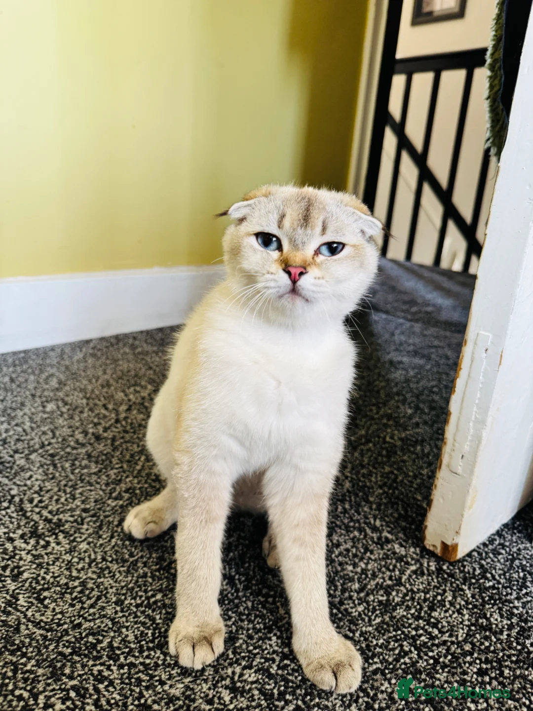 Scottish Fold cats for sale: ✨ Kittens Looking for Forever Homes ✨ - Advert 1