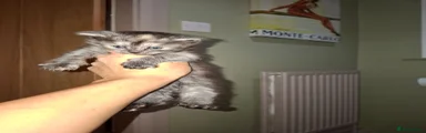 Silver tabby 