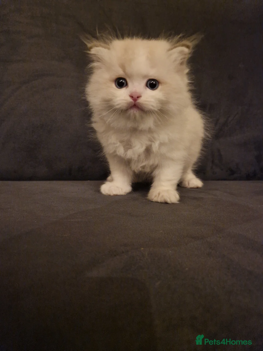 Ragdoll cats for sale: Show quality Ragdoll kittens  - Advert 5