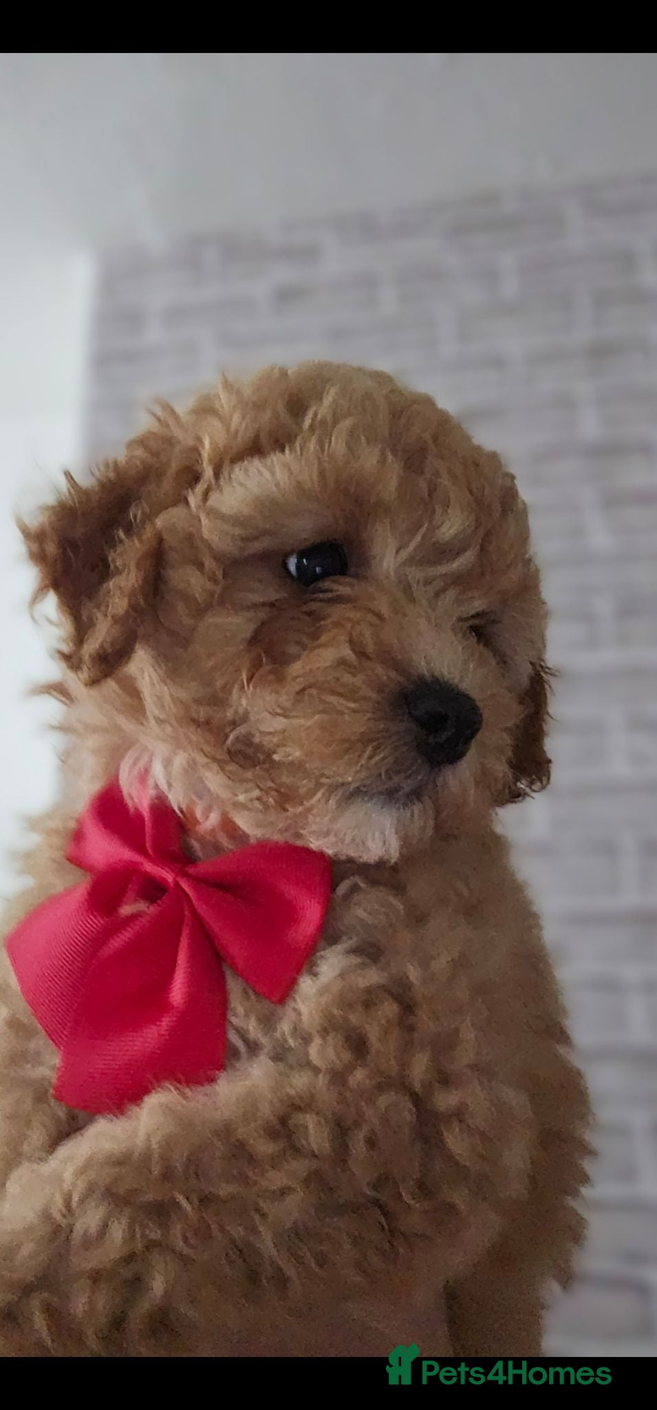 Cavapoo dogs Adorable Cavapoo Puppies Looking for Loving Homes - Advert 1