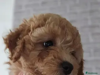 Cavapoo dogs Adorable Cavapoo Puppies Looking for Loving Homes - Advert 1