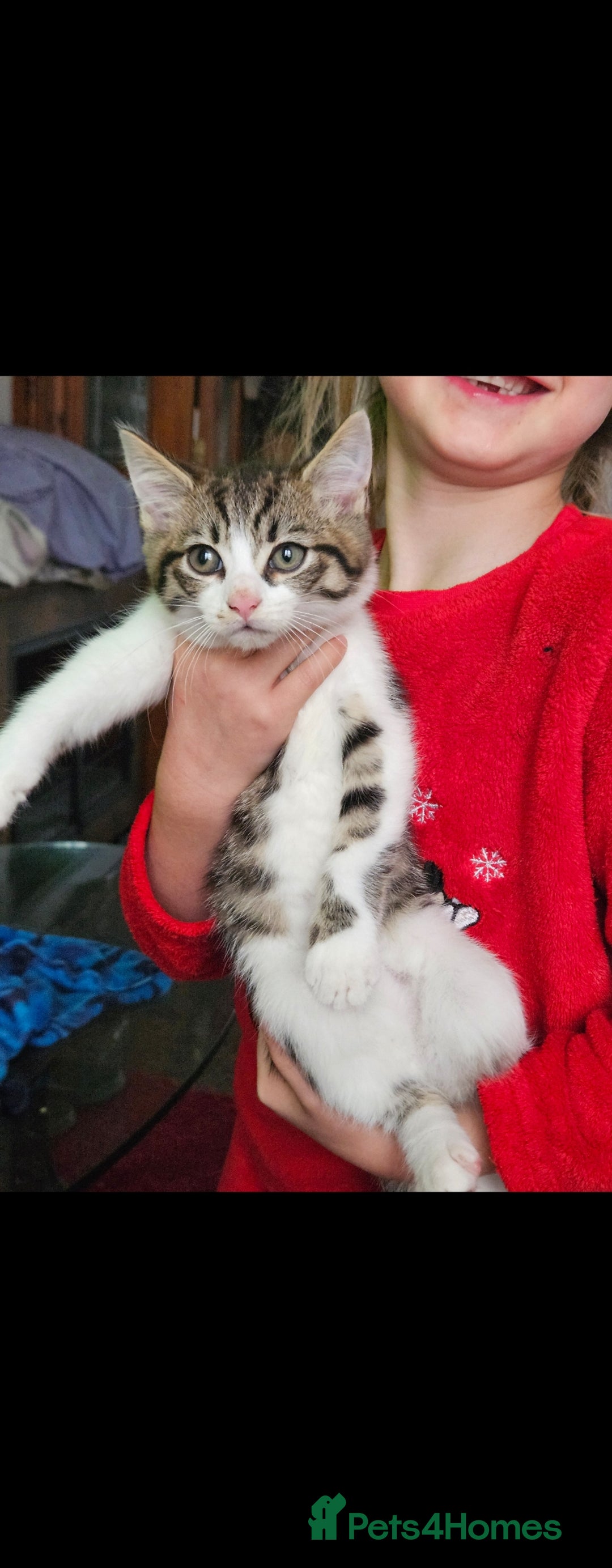 Mixed Breed cats for sale: 8 week old kittens for sale  - Advert 2