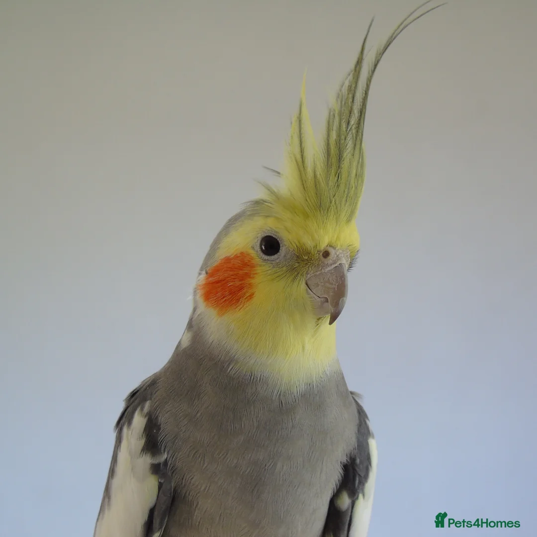 Cockatiels birds for sale: 4 month old cockatiel  in Newquay - Advert 1