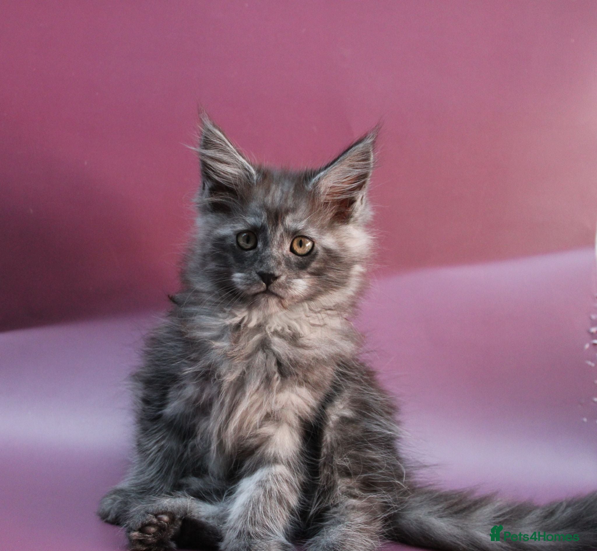 Maine Coon cats 🔥Black & Smoke Maine Coon Kittens🔥 - Advert 1