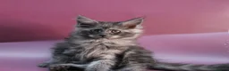 Maine Coon cats for sale: 🔥Black & Smoke Maine Coon Kittens🔥 - Advert 1