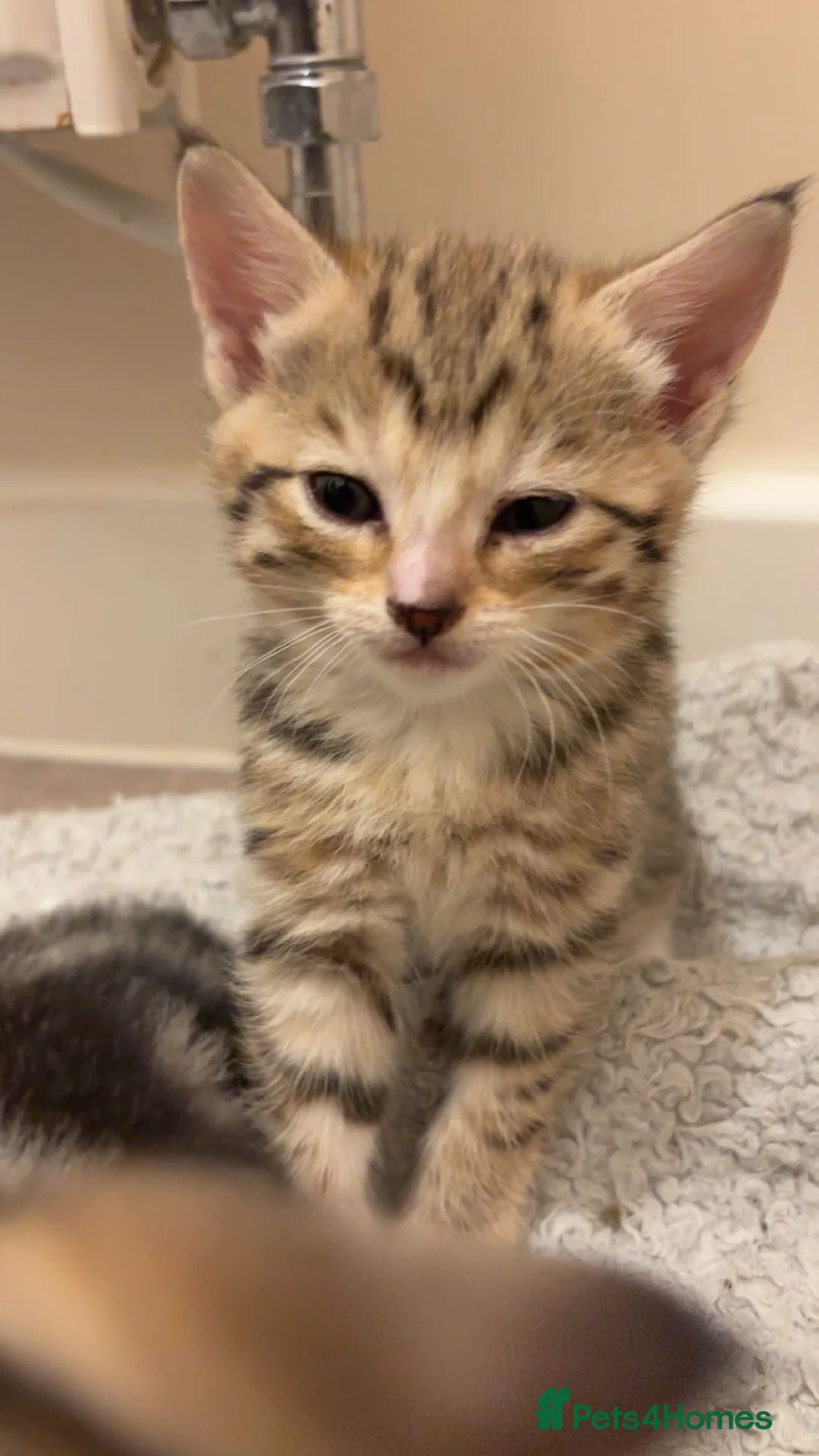 Mixed Breed cats for sale: 4 tabby kittens for sale. - Advert 6