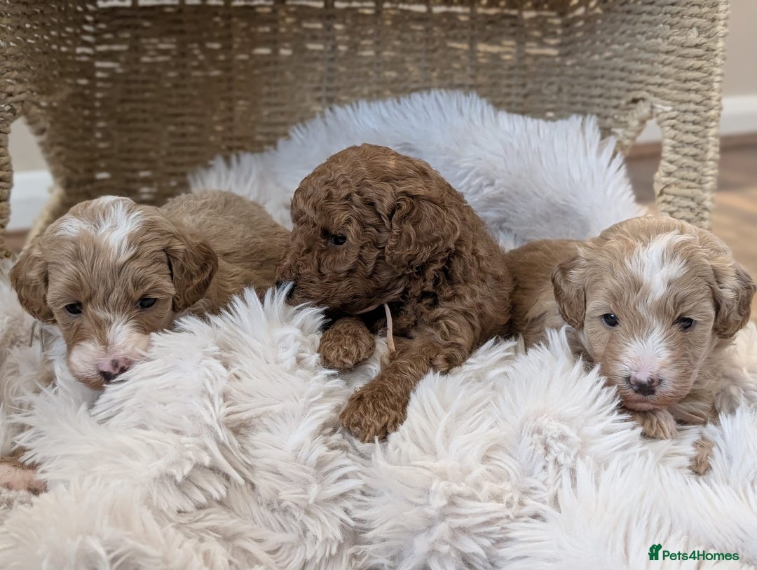 Australian Labradoodle dogs for sale: Minature Austrailian labradoodles - Image 14