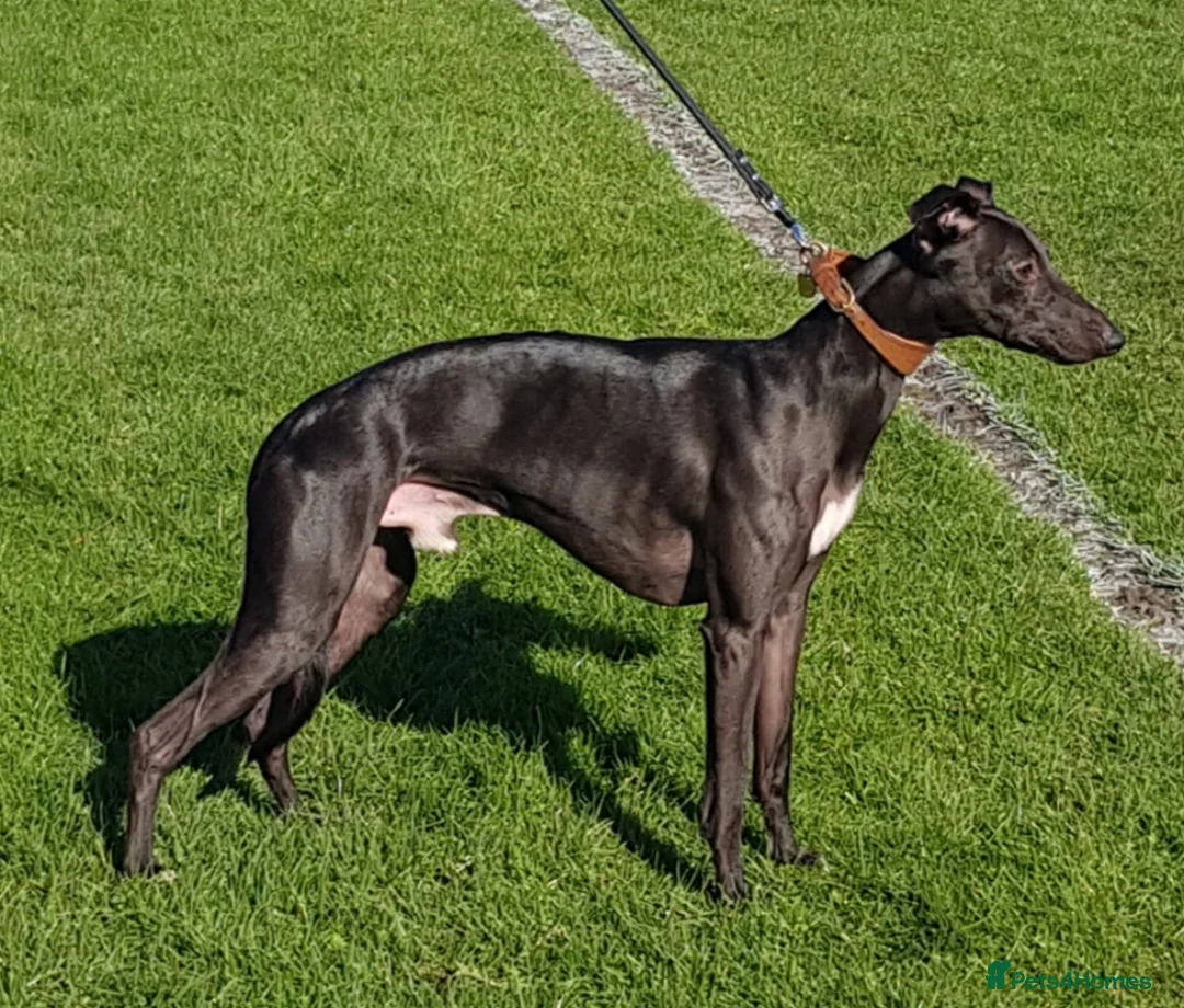Whippet dogs for stud: Eidynrock Sangoma with Silkspun ,Sportingbred.X in Glasgow - Advert 8