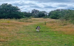 Mixed Breed dogs for sale: Loving Young Mixed-Breed Dog. - Image 2