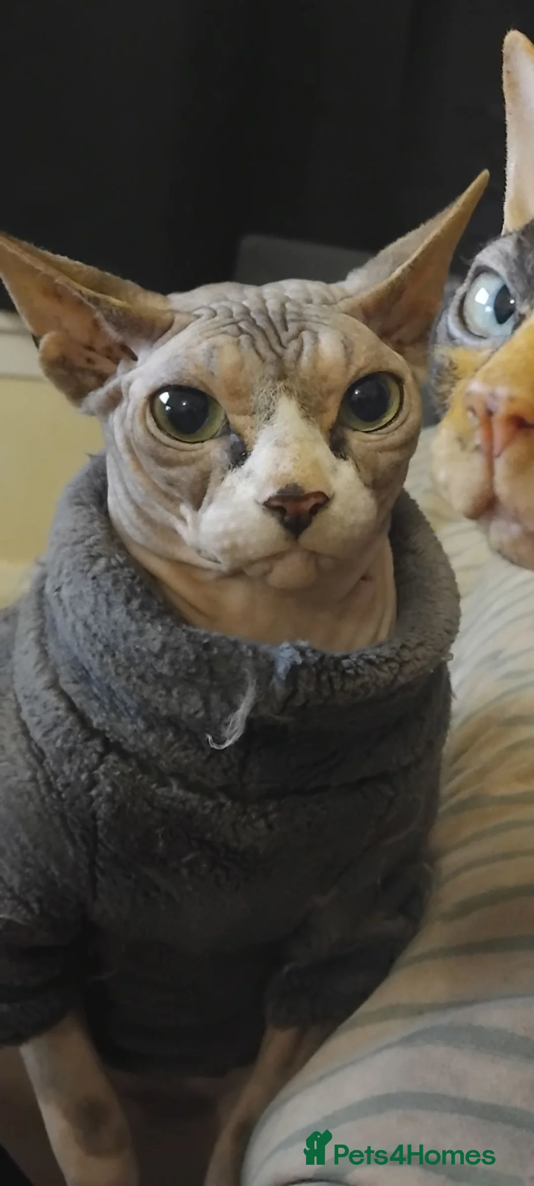 Sphynx cats for sale: male sphynx cat Blue / Grey  - Advert 2