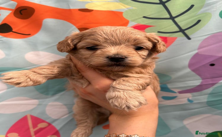 Maltipoo dogs - Advert 3