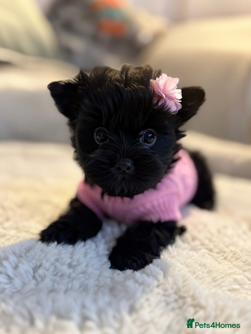 Yorkshire Terrier dogs Mini Black Yorkshire terriers puppies  - Advert 17