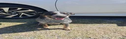 Australian Cattle Dog dogs for stud: Australian Cattle Dog "blue heeler" for stud in Bath - Advert 6