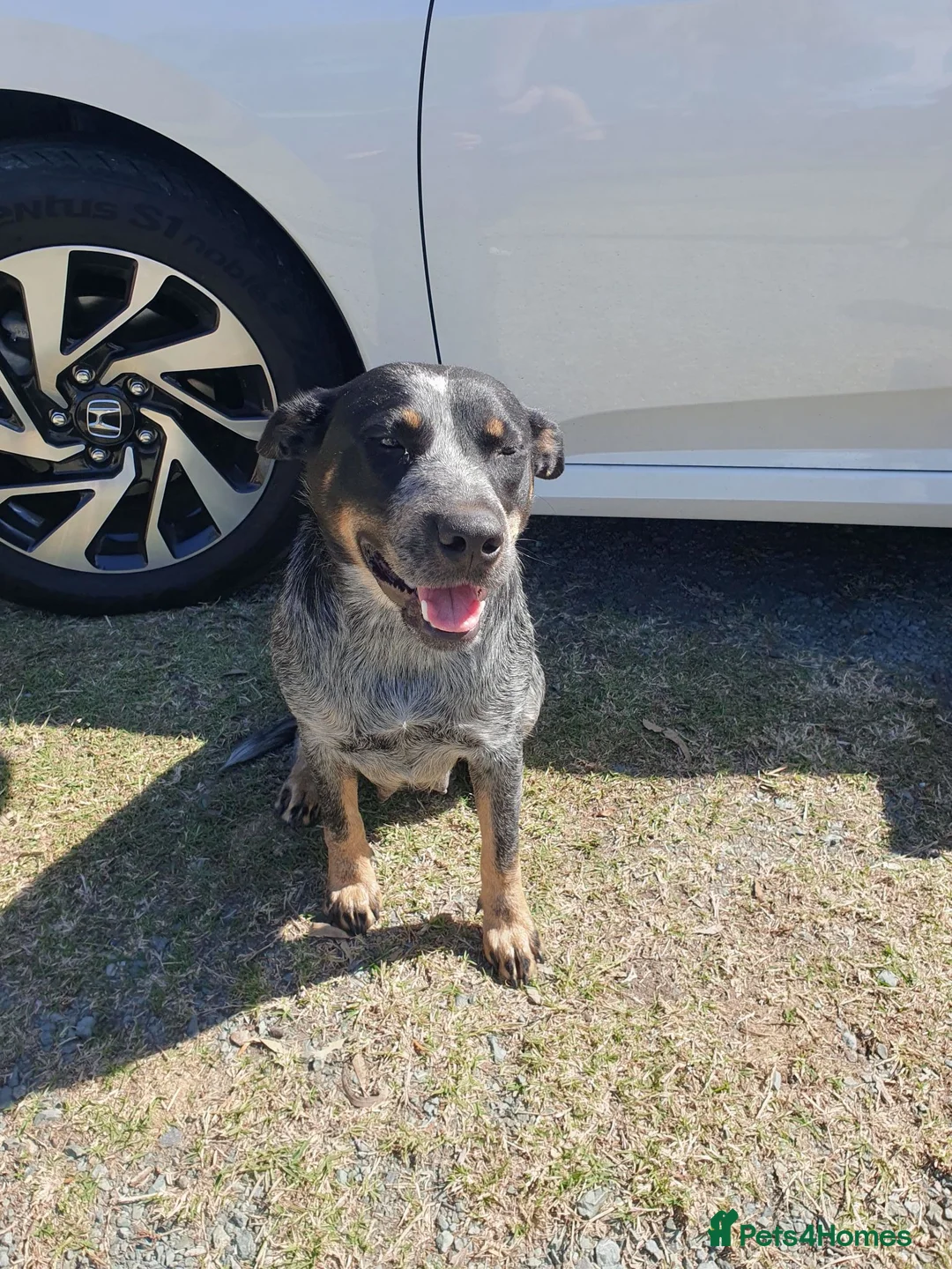 Australian Cattle Dog dogs for stud: Australian Cattle Dog "blue heeler" for stud in Bath - Advert 6