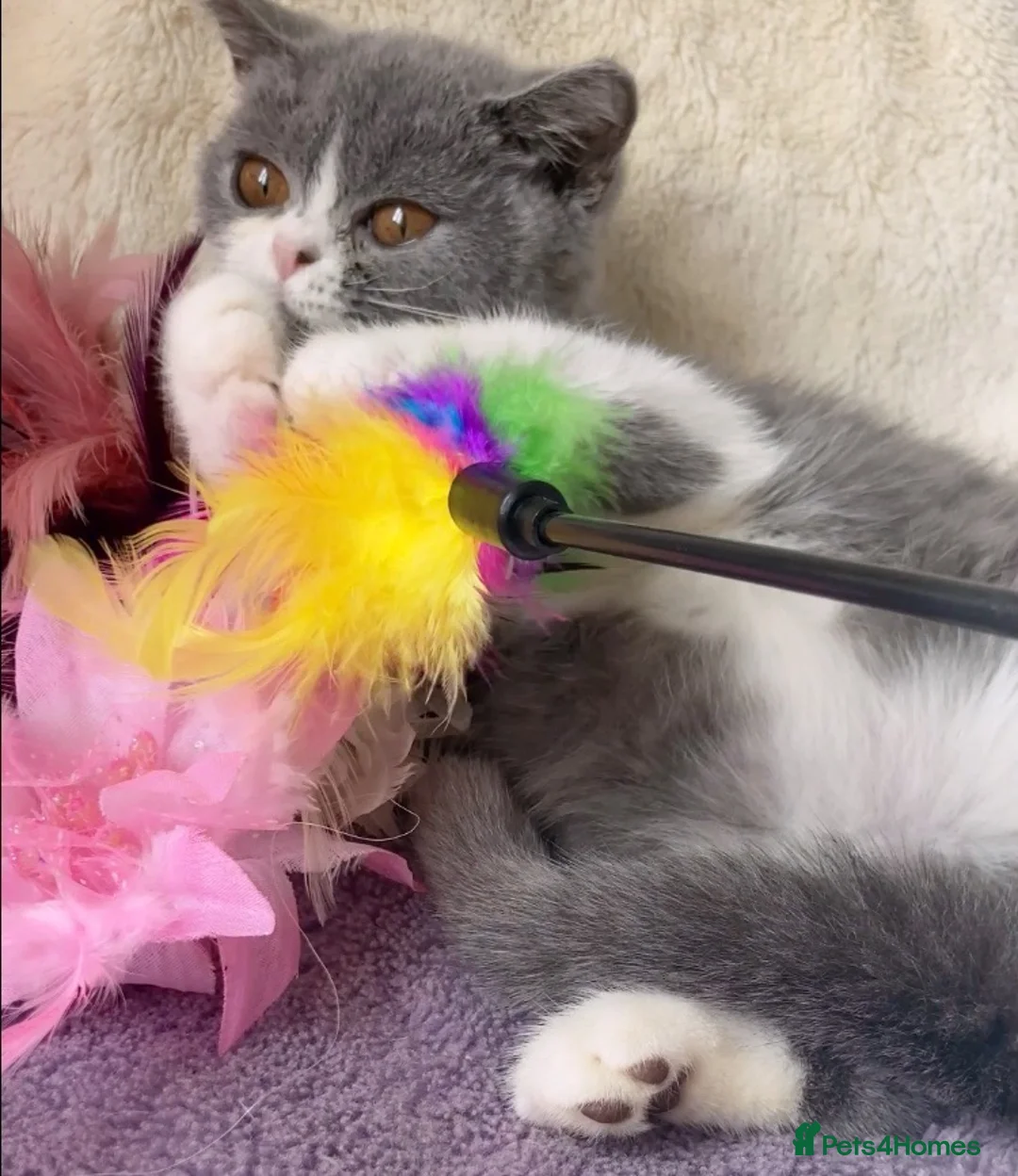 British Shorthair cats for sale: Lovely British Shorthair girl TICA Registered - Advert 8