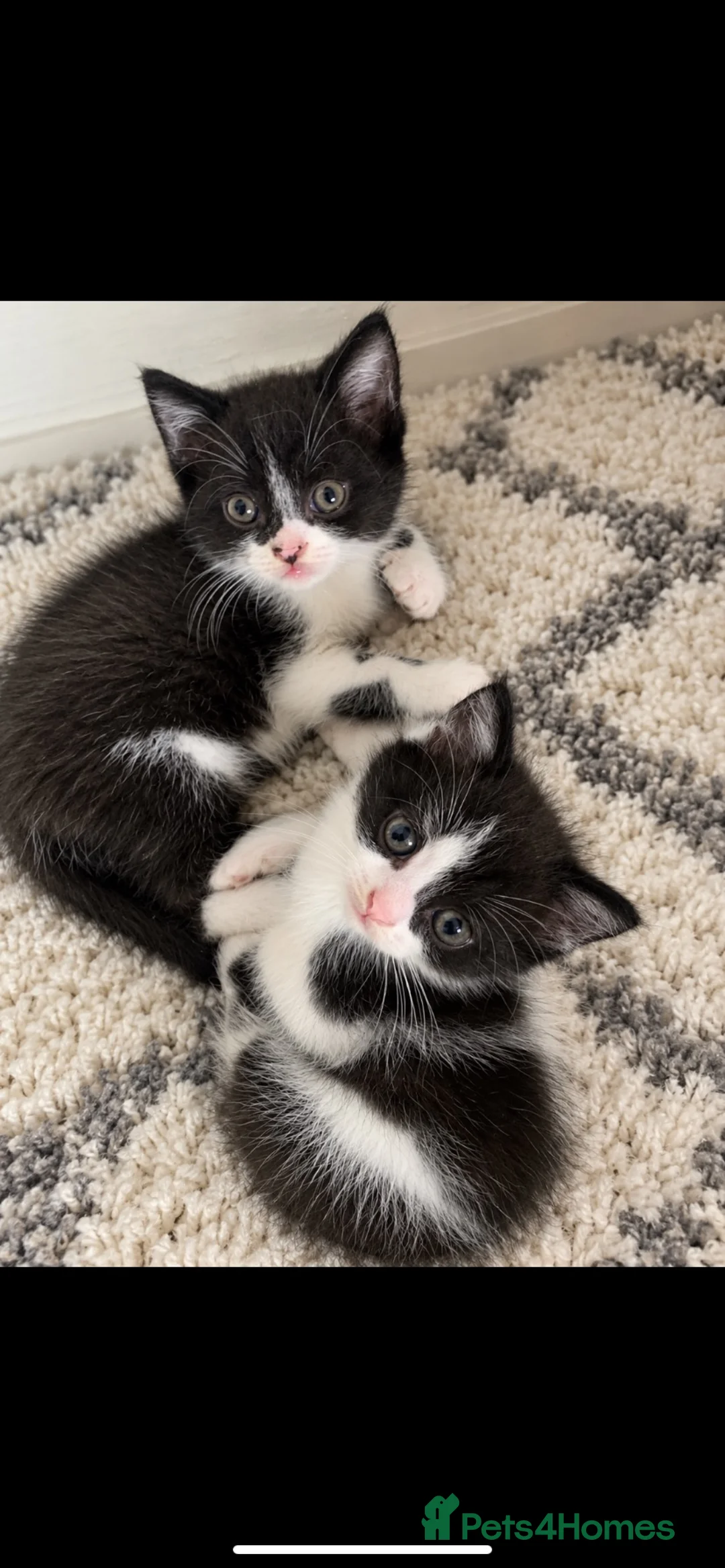 Mixed Breed cats for sale: British shorthair x kittens READY NOW - Advert 2