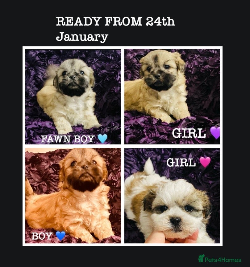 Shih Tzu dogs STUNNING FAWN,GOLD & GOLD/WHITE SHIH TZU PUPS - Advert 13