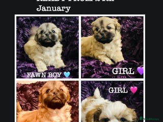 Shih Tzu dogs 🌟STANDARDS🌟 GOLD,FAWN & GOLD/WHITE SHIH TZU PUPS - Advert 1