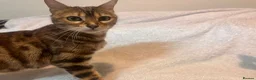 Bengal cats for sale: Pedigree Brown Rosetted Bengals  - Advert 24