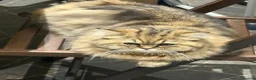 Persian cats for sale: Adorable Persian x British Longhair.  - Advert 4