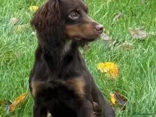 Cocker Spaniel dogs Chocolate & tan cocker spaniel for stud - Advert 1