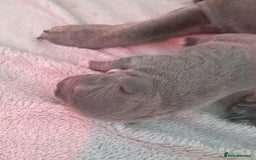 Staffordshire Bull Terrier dogs for sale: Blue staffordshire bull terrier pup - Advert 7