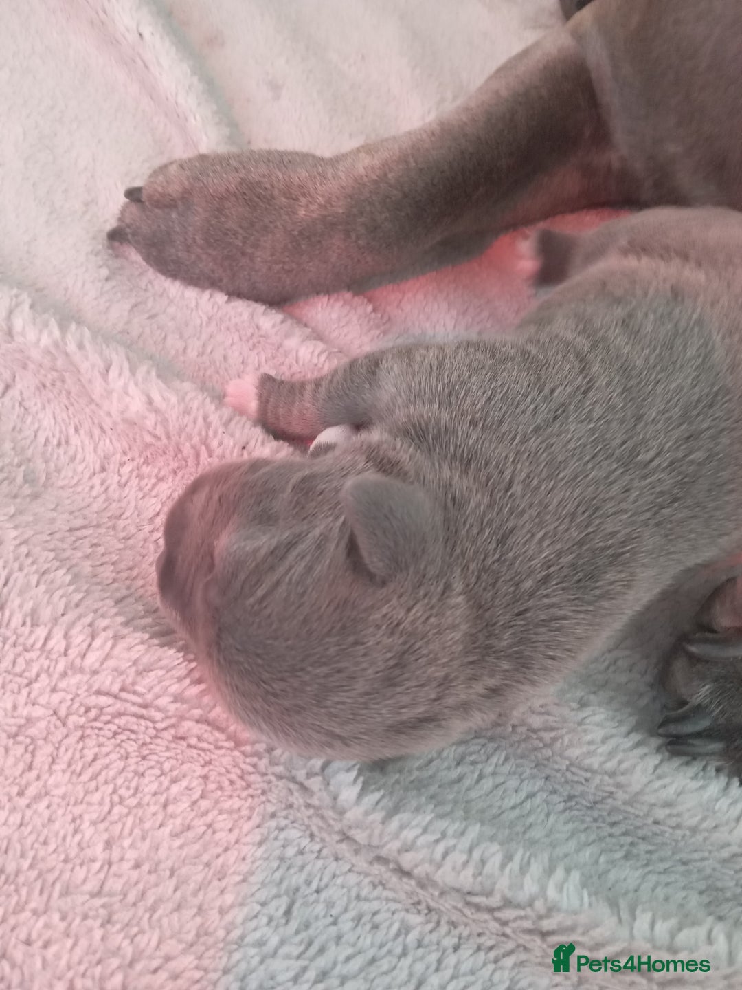 Staffordshire Bull Terrier dogs for sale: Blue staffordshire bull terrier pup - Advert 7