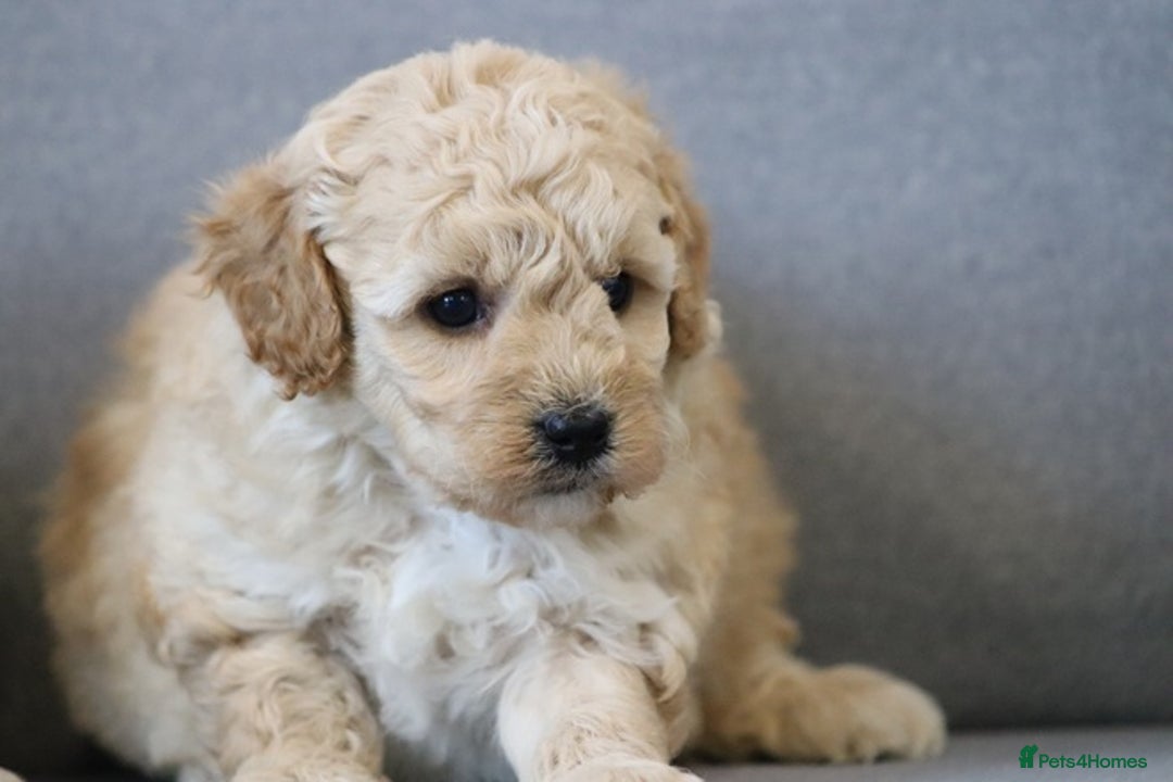 Cavapoochon dogs for sale: Cavapoochon puppies for sale - Advert 14