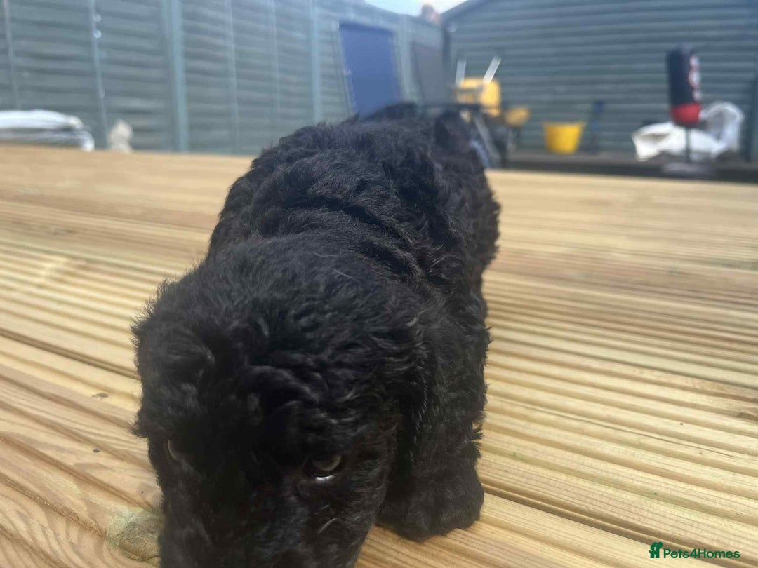 Mixed Breed dogs for sale: Stunning jackapoo x cocapoo puppies - Image 8
