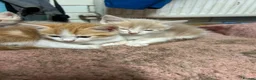 Mixed Breed cats for sale: Adorable farm kittens - Advert 3