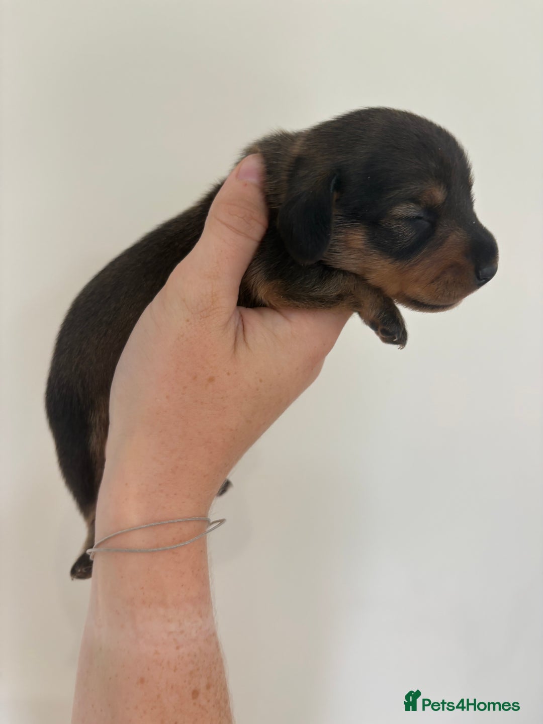 Miniature Dachshund dogs for sale: Gorgeous Long &short haired mini dachshund puppies - Image 7