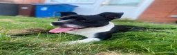 Mixed Breed dogs for sale: Male staffy cross English bulldog  in Manchester - Advert 4