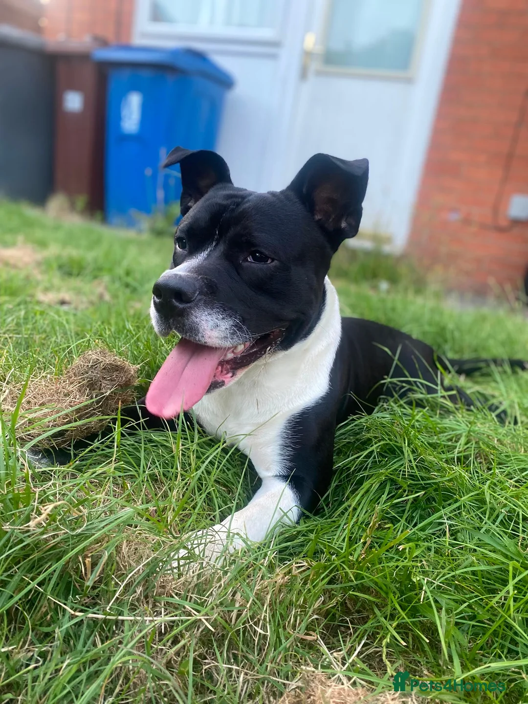 Mixed Breed dogs for sale: Male staffy cross English bulldog  in Manchester - Advert 4