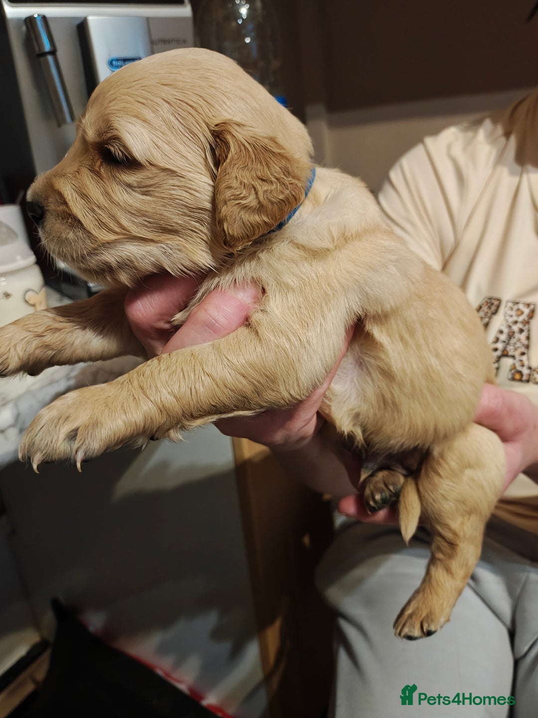 Golden Retriever dogs for sale: 10 Beautiful Golden Retriever puppies  - Advert 12