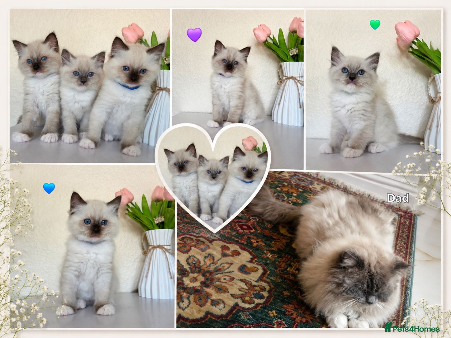 Ragdoll cats Pure Ragdoll Kittens  - Advert 16