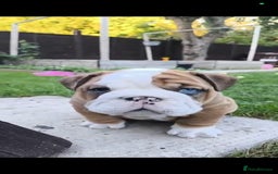 English Bulldog dogs for sale: Stunning litter of  English bulldog puppies - Image 27