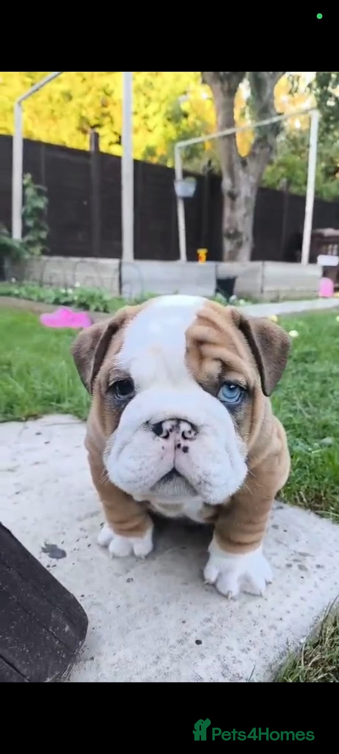 English Bulldog dogs for sale: Stunning litter of  English bulldog puppies - Image 27
