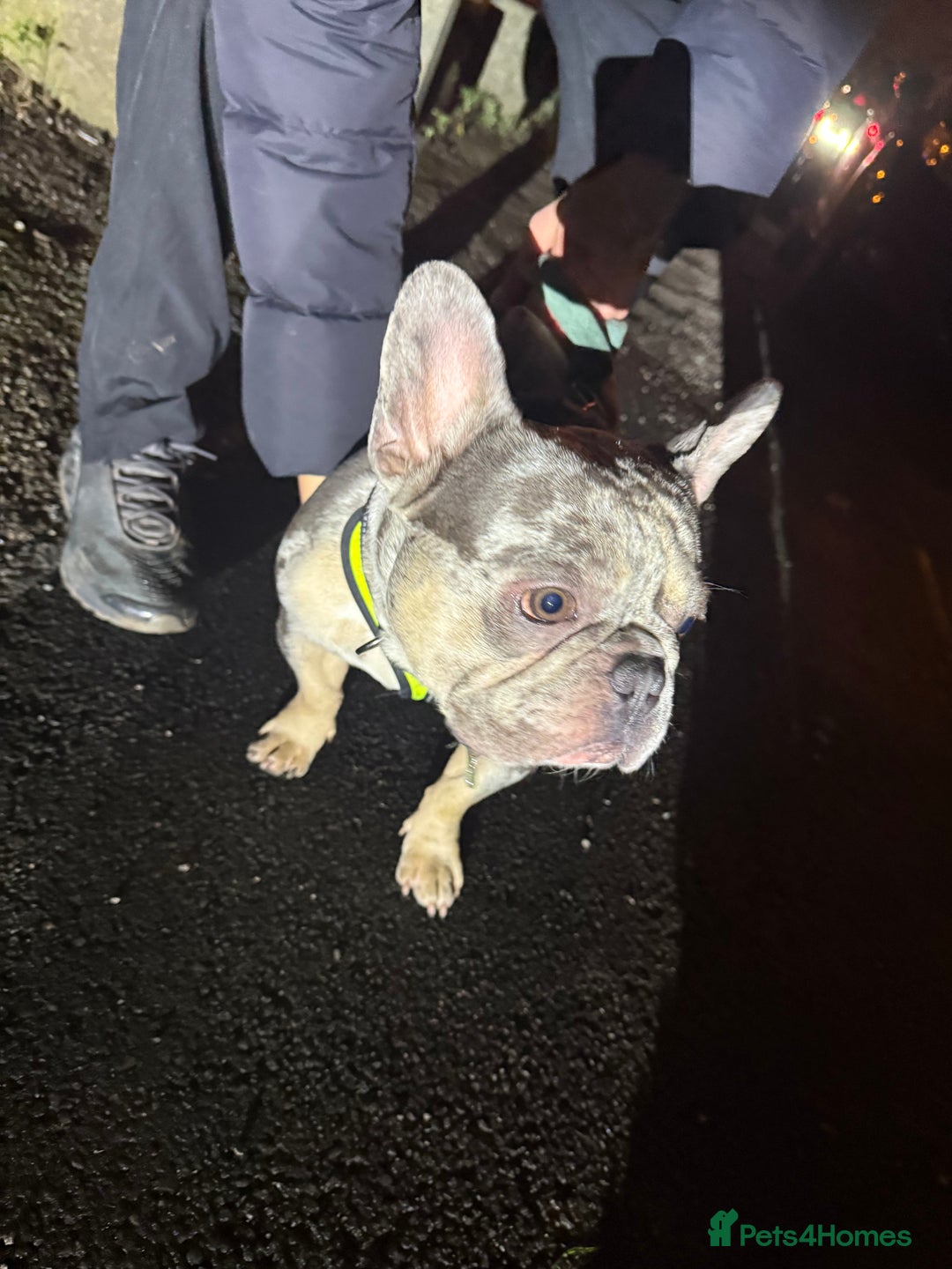 French Bulldog dogs for sale: Male French bulldog  - Advert 3