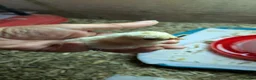 Chickens poultry for sale: Pure polish day olds  - Advert 2