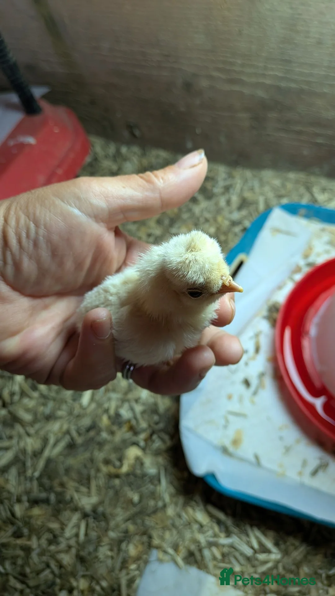 Chickens poultry for sale: Pure polish day olds  - Advert 2