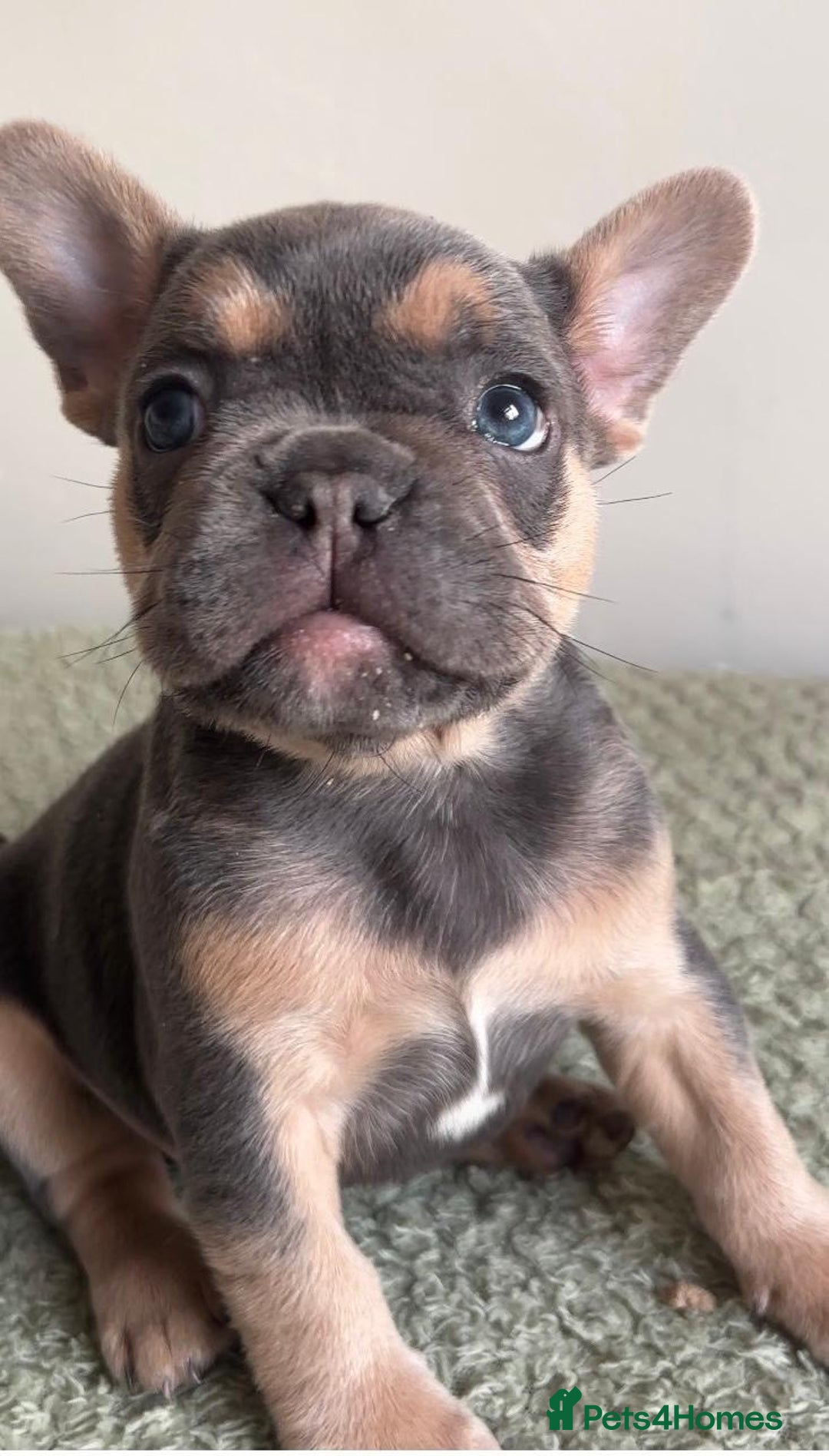French Bulldog dogs for sale: Gorgeous litter of 4 blue French bulldogs - Advert 1