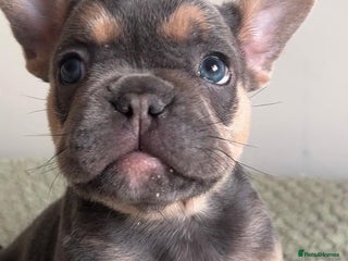 French Bulldog dogs Gorgeous litter of 4 blue French bulldogs - Advert 1