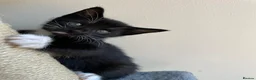 Mixed Breed cats for sale: Kitten - Advert 1