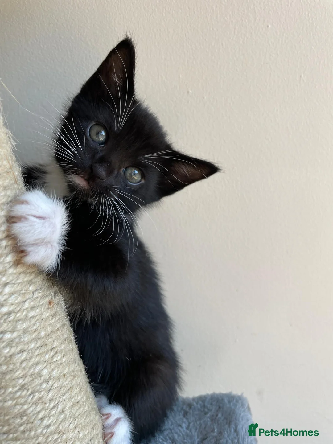Mixed Breed cats for sale: Kitten - Advert 1