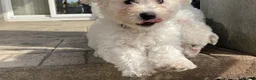 Bichon Frise dogs for sale: Bichon frise puppies  in Chichester - Advert 2