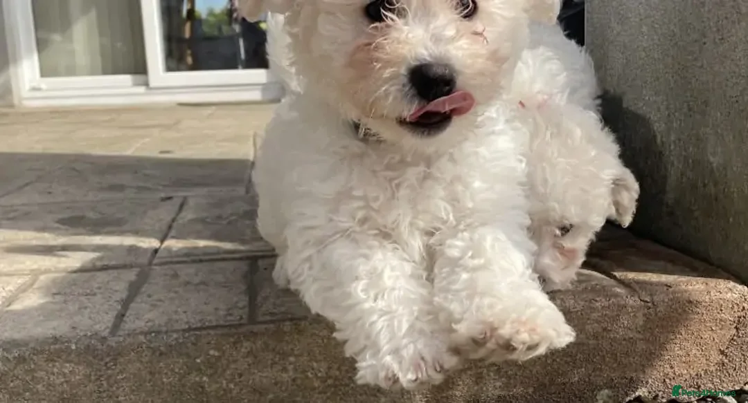 Bichon Frise dogs for sale: Bichon frise puppies  in Chichester - Advert 2